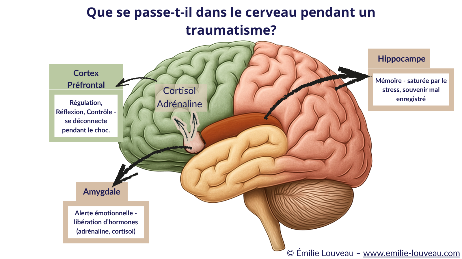 Infographie montrant comment le traumatisme affecte le cerveau : amygdale, hippocampe et cortex préfrontal